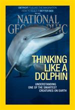 dolphin 